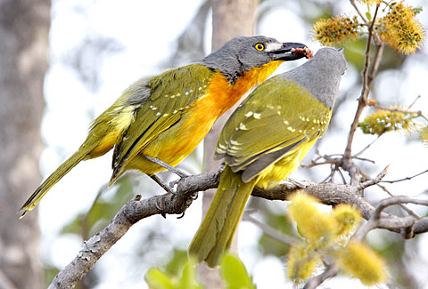 Grey-headed Bush-shrike